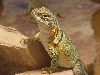 My Favorite Female Pattern of All!!!!!!!