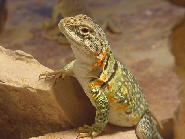 My Favorite Female Pattern of All!!!!!!!