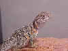 Another West Texas Female Eastern