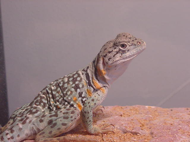 Another West Texas Female Eastern