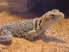 Eastern Female from Will Wells