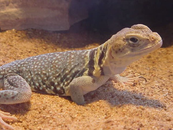 Eastern Female from Will Wells