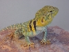W. Texas Yellowhead
