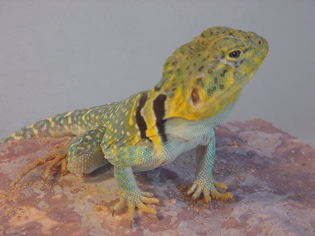 W. Texas Yellowhead