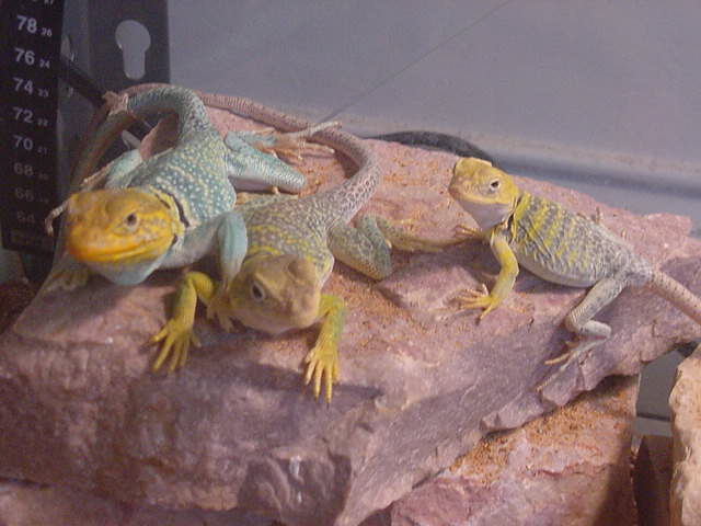 Trio of Utahs