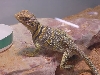 Nice Male Eastern Yellow