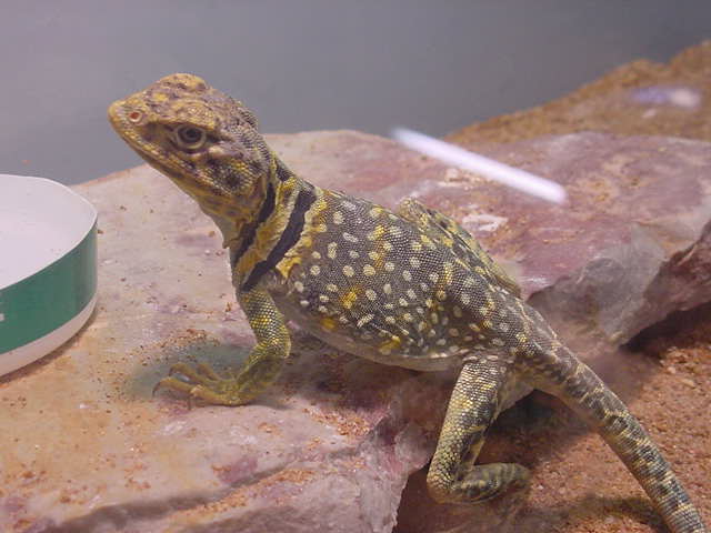 Nice Male Eastern Yellow