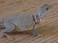 Aquaflame female - gravid