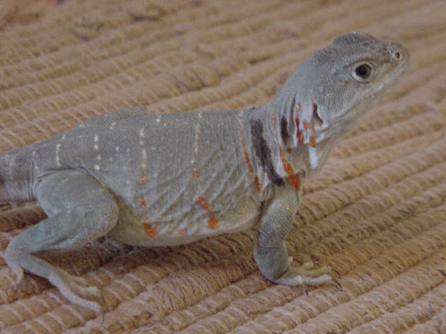 Aquaflame female - gravid