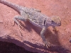 Eastern Collareds