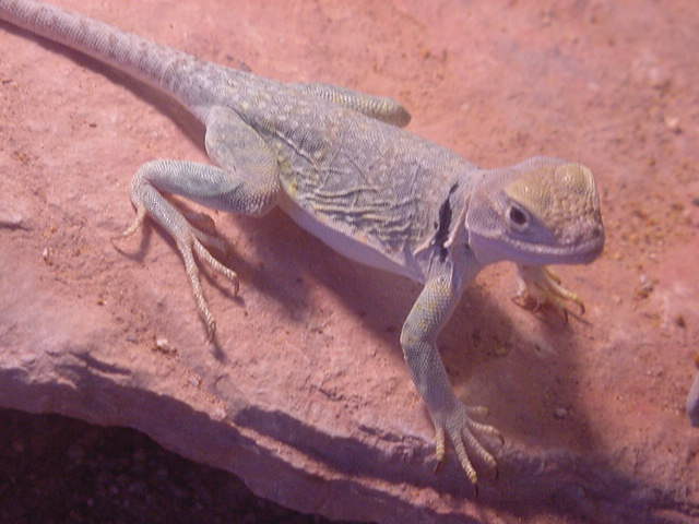 Eastern Collareds