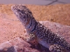 Brown female Eastern
