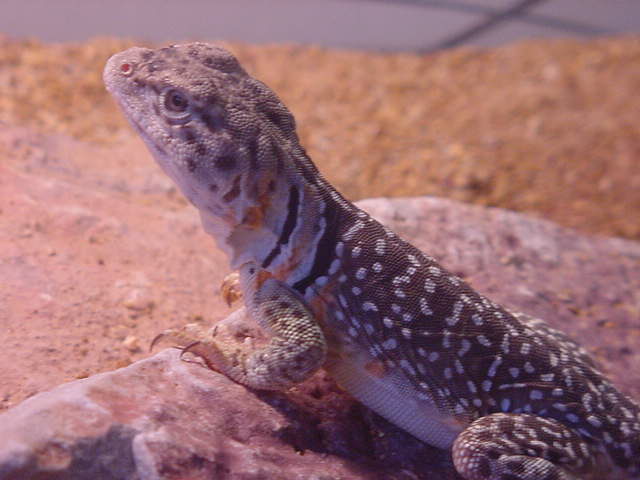 Brown female Eastern