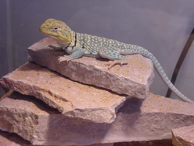 This is my other W. Texas Yellowhead
