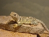 Sweet little West Texas Female Eastern