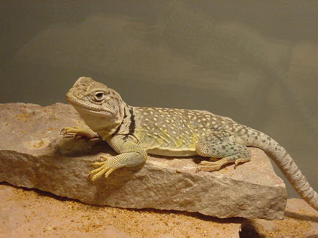 Sweet little West Texas Female Eastern