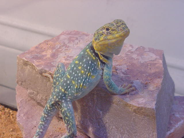 Here he is again!!!!!!!!