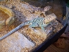 Eastern Yellow Head