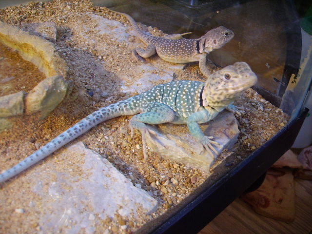 Eastern Yellow Head