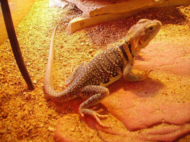 A Yellow Head from Will (CB)