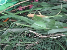 Unusual Anole 1