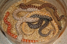 bowl of hognose