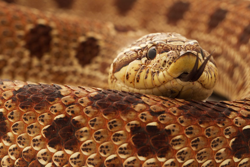 red conda