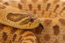 yellow face
