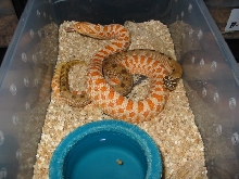 F/1 male with albino