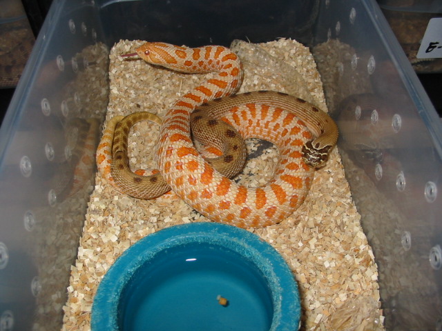 F/1 male with albino