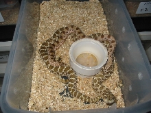 anaconda X Green
