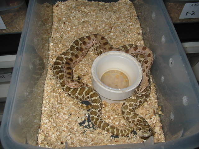 anaconda X Green