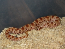 red conda