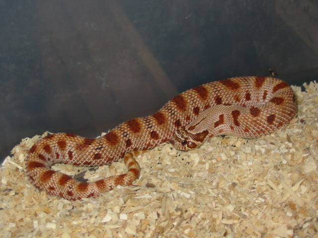 red conda