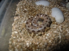 anaconda hatchling
