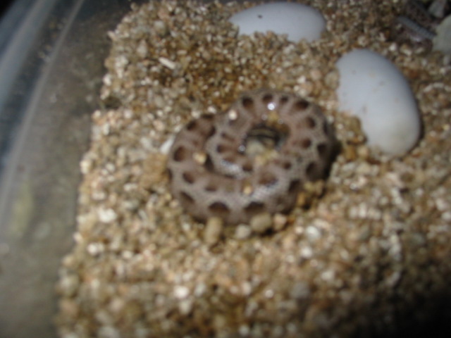 anaconda hatchling