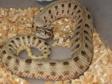 tiger conda