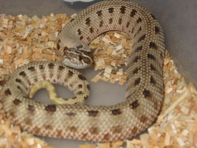 tiger conda
