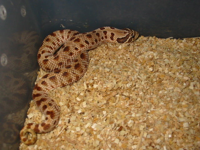 Tiger Anaconda