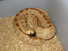blond striped anaconda