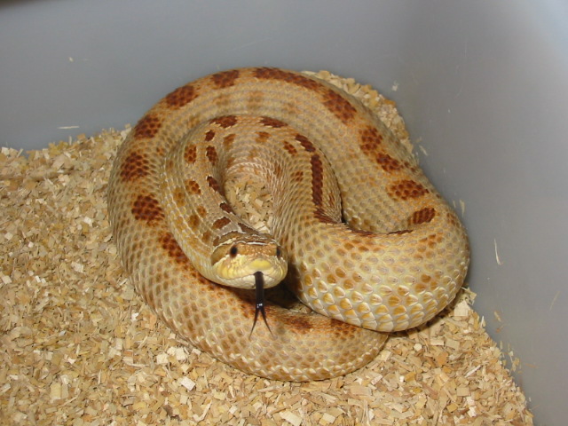 blond striped anaconda