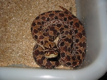 red normal hognose