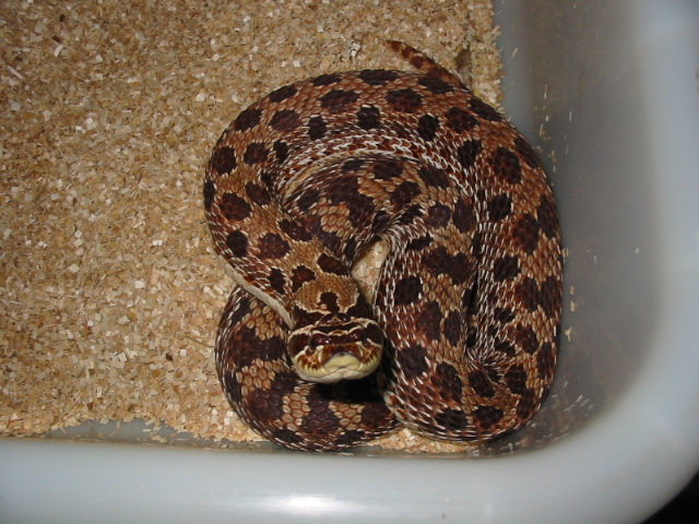 red normal hognose