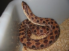 purple female