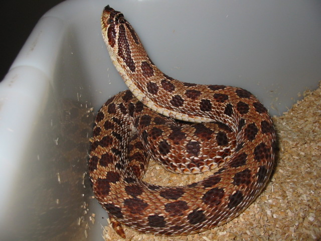 purple female