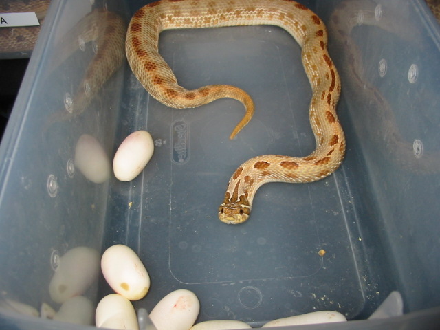 Blonda  Anaconda laying eggs
