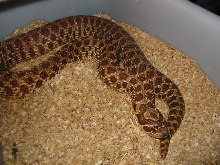 red het albino