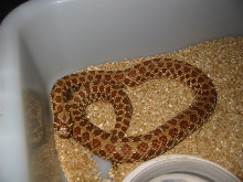 Striped Het Female