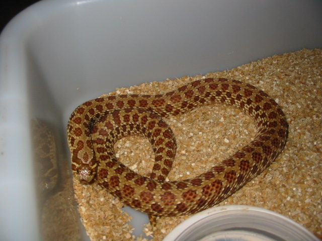 Striped Het Female