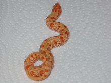 first albino anaconda